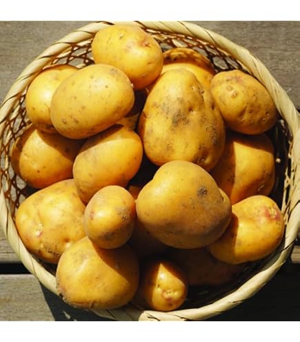 Amazon | じゃがいも 種芋 デジマ （出島） 1kg 入り | 果物